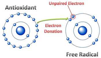 laminine antioxidants