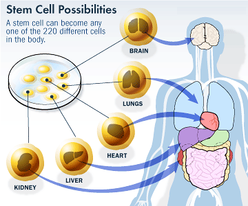 stem cells
